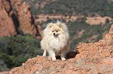 SPITZ ALLEMAND 339